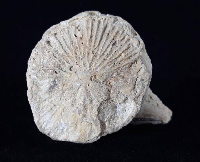 Vaccinites vesiculosa (WOODWARD 1855) - Bild © FossNet FossilienStore